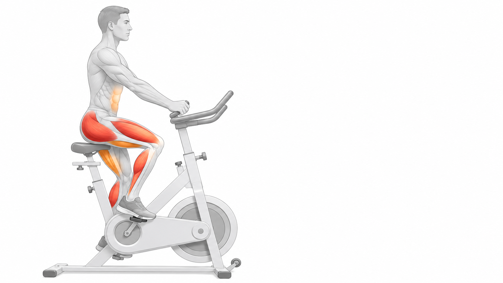 Quels muscles travaille le vélo d'appartement ?
